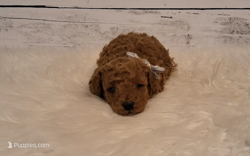 Reserved  – Poodle - Miniature  puppy for sale in Hancock, MN