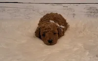 Reserved , a female Poodle - Miniature  for sale in Hancock, MN – 1 of 1