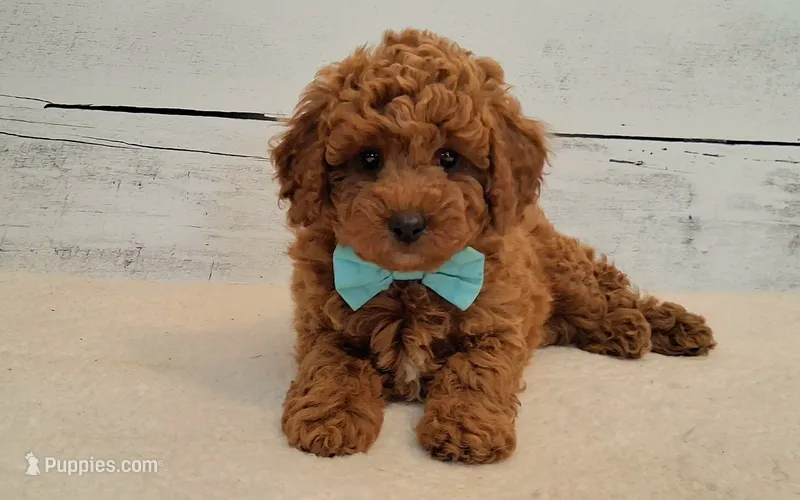 Rustin 8-11 lbs. – Poodle - Toy , Poodle - Miniature  puppy for sale in Hancock, MN