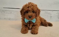 Rustin 8-11 lbs., a male Poodle - Toy  and Poodle - Miniature  for sale in Hancock, MN – 1 of 5