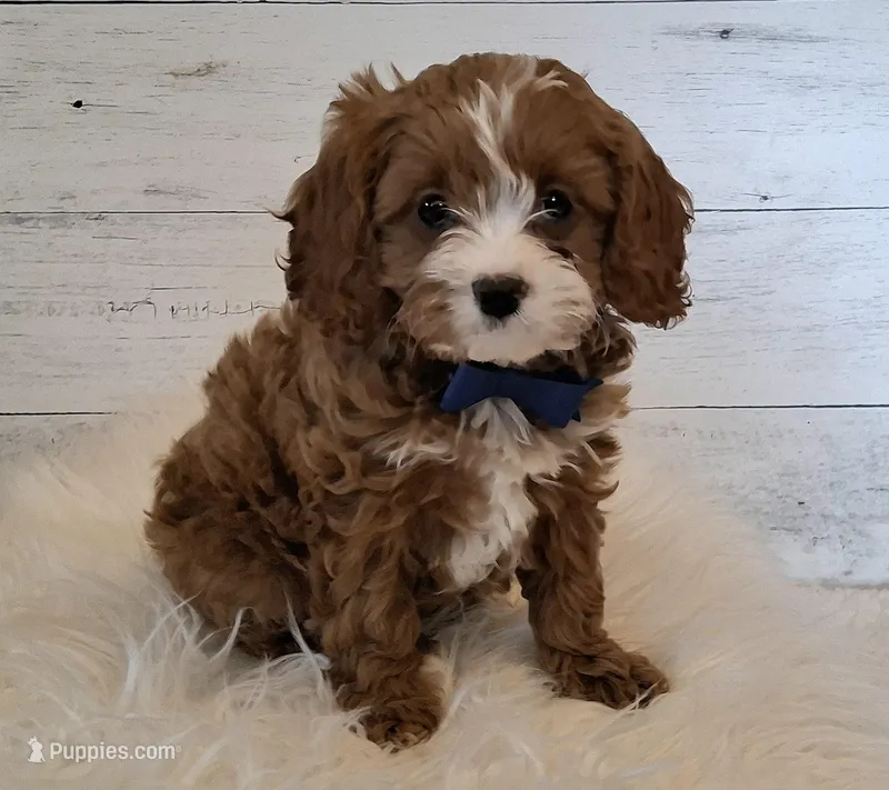 Reserved , a male Cavapoo for sale in Hancock, MN – Photo 1 of 3