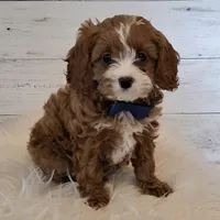 Reserved , a male Cavapoo for sale in Hancock, MN – Photo 1 of 3