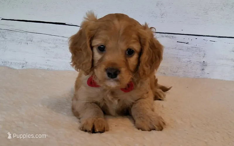 Winnie – Cavapoo puppy for sale in Hancock, MN