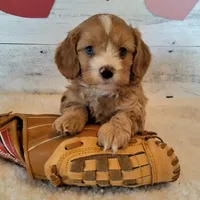 Reserved , a male Cavapoo for sale in Hancock, MN – Photo 2 of 3