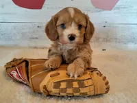 Prince, a male Cavapoo for sale in Hancock, MN – Photo 1 of 2