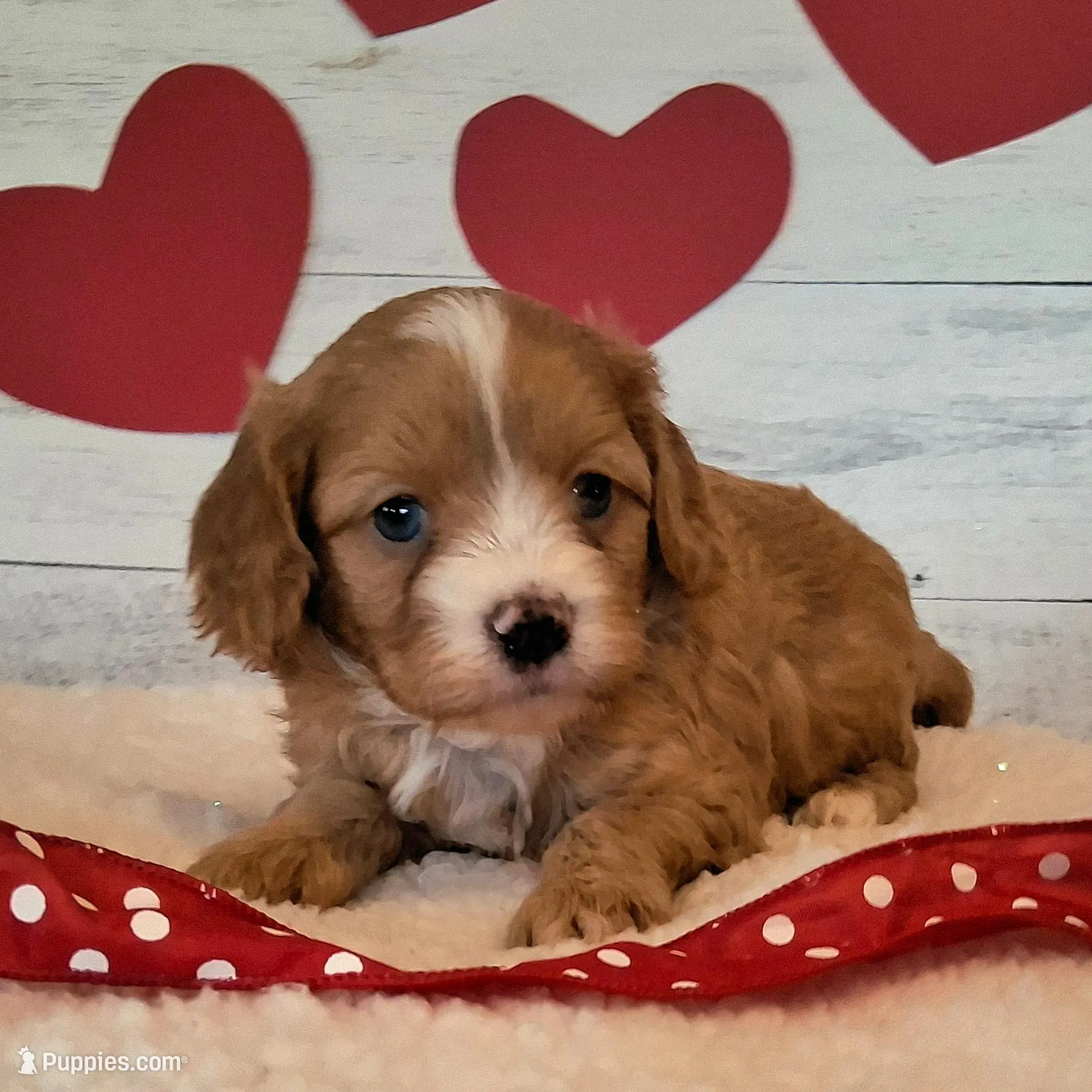 Prince, a male Cavapoo for sale in Hancock, MN – Photo 2 of 2