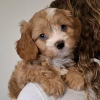 Reserved , a male Cavapoo for sale in Hancock, MN – Photo 1 of 3