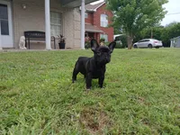Olivia , a female French Bulldog for sale in Ennis, TX – 2 of 6