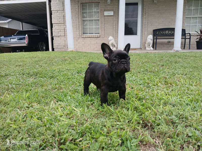 Olivia  – French Bulldog puppy for sale in Ennis, TX