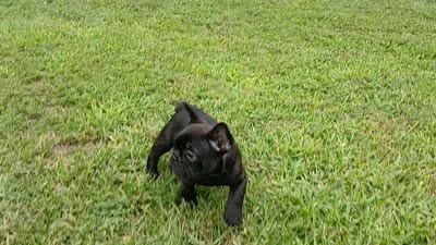 Olivia , a female French Bulldog for sale in Ennis, TX – 5 of 6