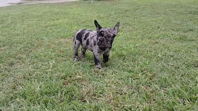 Cookie & Cream, a female French Bulldog for sale in Ennis, TX – 3 of 3
