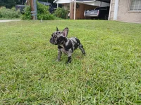 Cookie & Cream, a female French Bulldog for sale in Ennis, TX – 2 of 3