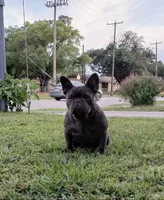 Olivia , a female French Bulldog for sale in Ennis, TX – 4 of 6