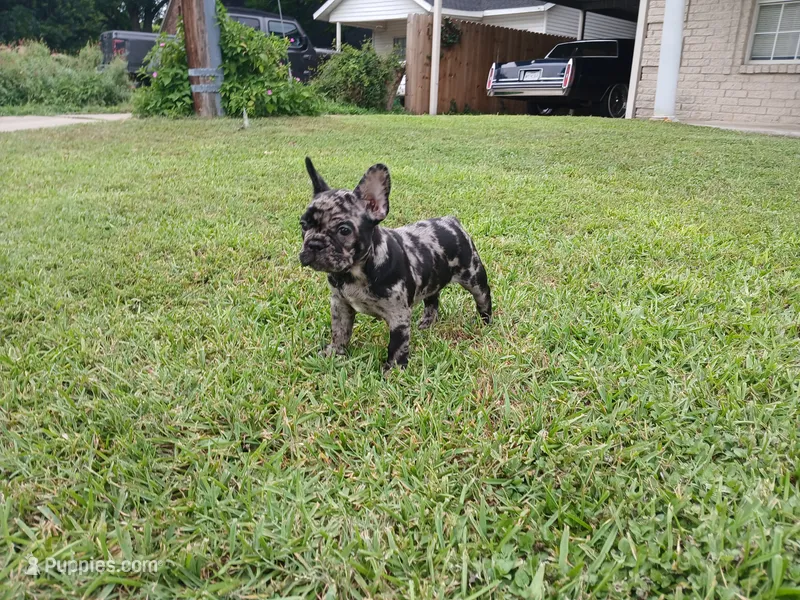 Cookie & Cream – French Bulldog puppy for sale in Ennis, TX