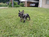 Cookie & Cream, a female French Bulldog for sale in Ennis, TX – 1 of 3