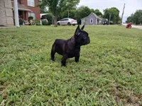 Olivia , a female French Bulldog for sale in Ennis, TX – 3 of 6