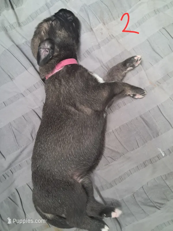 Pink – Irish Wolfhound puppy for sale in Prescott Valley, AZ