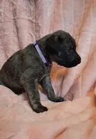 Purple , a female Irish Wolfhound for sale in Prescott Valley, AZ – 1 of 8