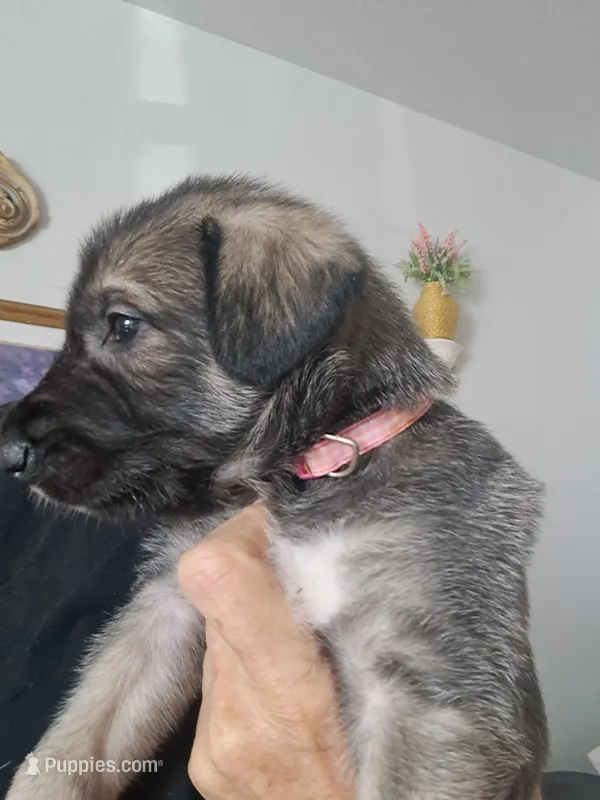 Pink – Irish Wolfhound puppy for sale in Prescott Valley, AZ