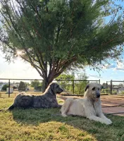 Blue, a male Irish Wolfhound for sale in Prescott Valley, AZ – 4 of 4