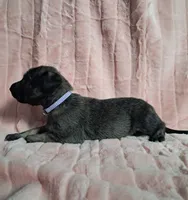 Purple , a female Irish Wolfhound for sale in Prescott Valley, AZ – 3 of 8