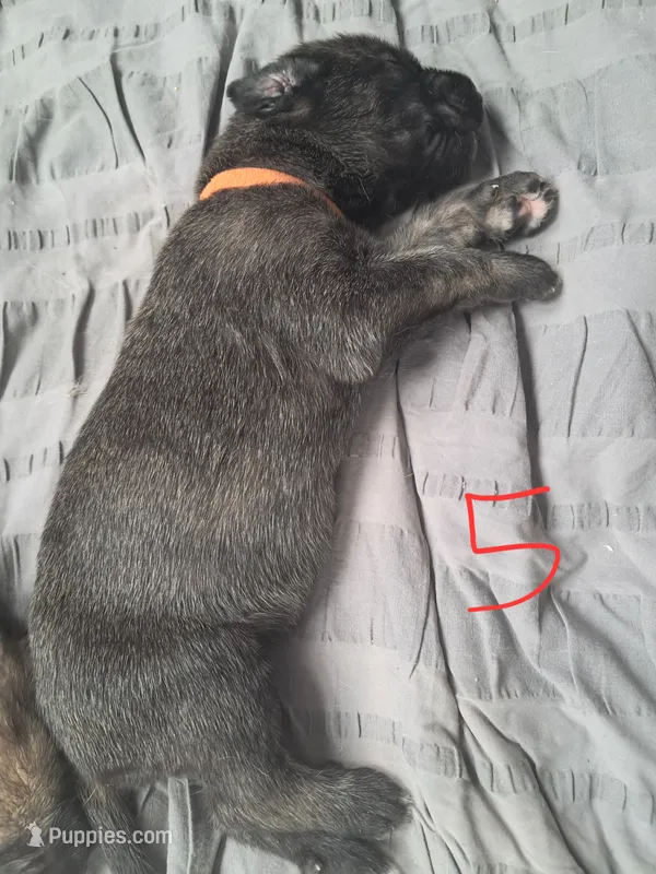 Orange – Irish Wolfhound puppy for sale in Prescott Valley, AZ
