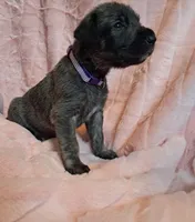Purple , a female Irish Wolfhound for sale in Prescott Valley, AZ – 4 of 8