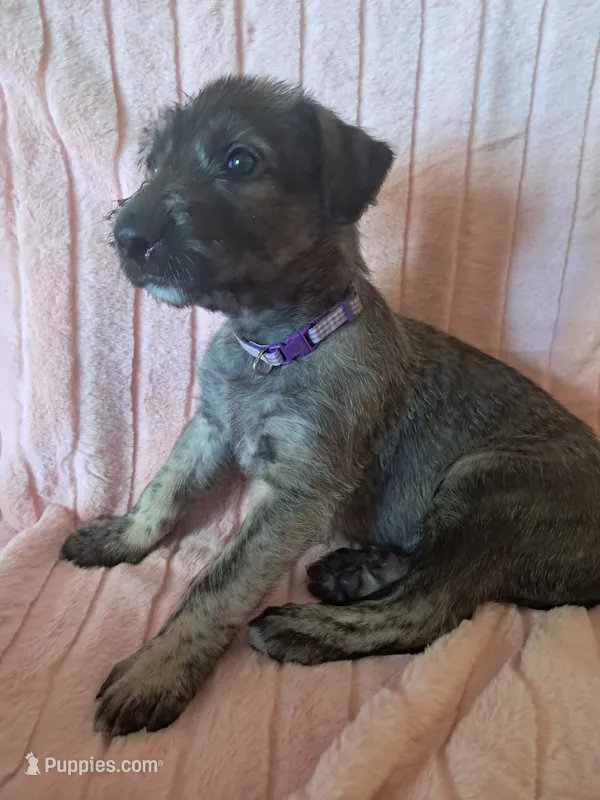 Purple  – Irish Wolfhound puppy for sale in Prescott Valley, AZ