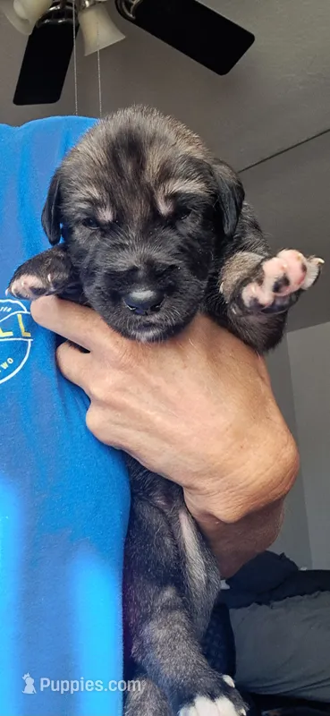 Pink – Irish Wolfhound puppy for sale in Prescott Valley, AZ