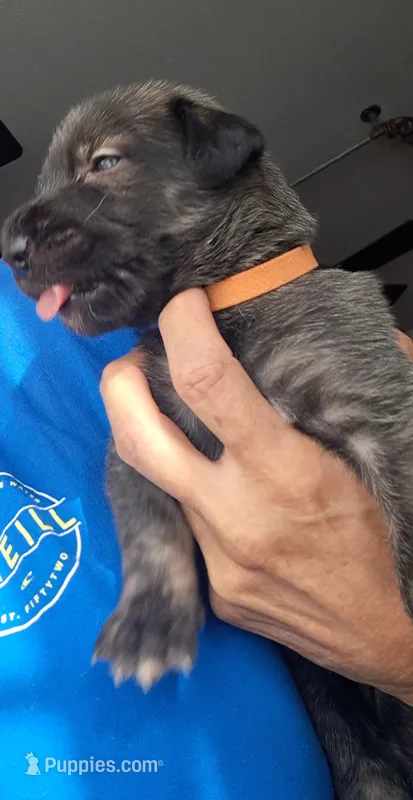 Orange – Irish Wolfhound puppy for sale in Prescott Valley, AZ
