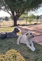 Blue, a male Irish Wolfhound for sale in Prescott Valley, AZ – 3 of 4