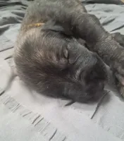 Yellow , a female Irish Wolfhound for sale in Prescott Valley, AZ – 2 of 4