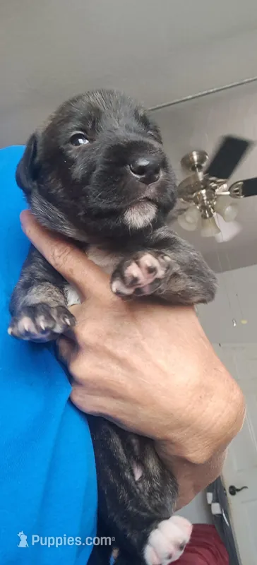Yellow  – Irish Wolfhound puppy for sale in Prescott Valley, AZ