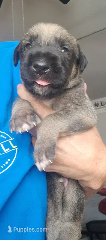Blue – Irish Wolfhound puppy for sale in Prescott Valley, AZ