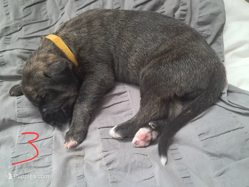 Yellow  – Irish Wolfhound puppy for sale in Prescott Valley, AZ
