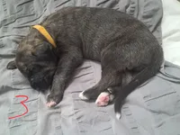 Yellow , a female Irish Wolfhound for sale in Prescott Valley, AZ – 1 of 4