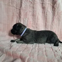 Purple , a female Irish Wolfhound for sale in Prescott Valley, AZ – 2 of 8