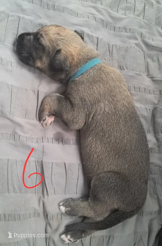 Blue – Irish Wolfhound puppy for sale in Prescott Valley, AZ