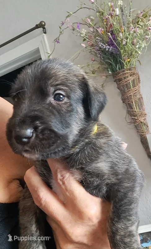Yellow  – Irish Wolfhound puppy for sale in Prescott Valley, AZ