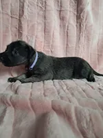 Purple , a female Irish Wolfhound for sale in Prescott Valley, AZ – 5 of 8