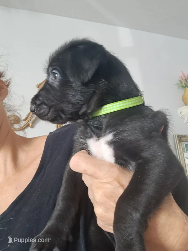 Light Green – Irish Wolfhound puppy for sale in Prescott Valley, AZ