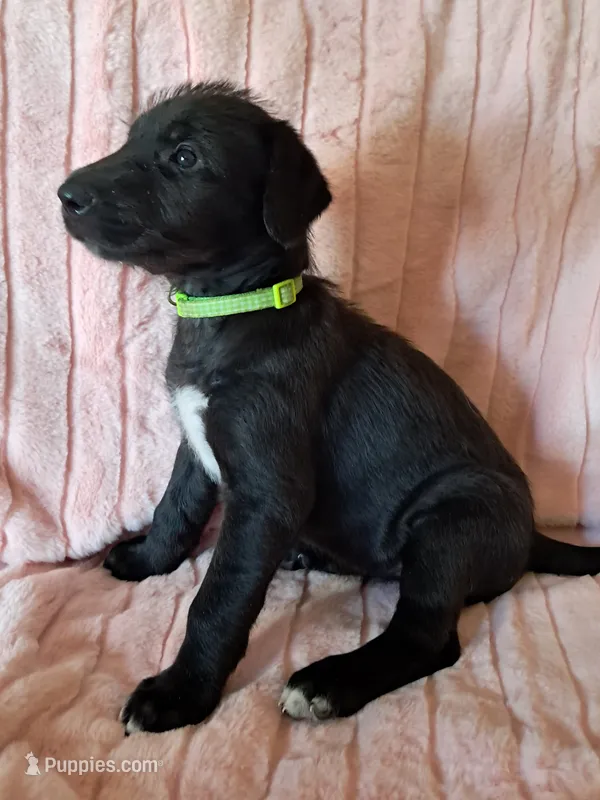 Light Green – Irish Wolfhound puppy for sale in Prescott Valley, AZ