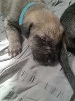 Blue, a male Irish Wolfhound for sale in Prescott Valley, AZ – 2 of 4