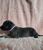 Purple , a female Irish Wolfhound for sale in Prescott Valley, AZ – 6 of 8