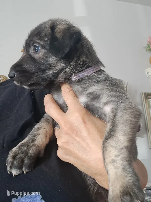 Purple  – Irish Wolfhound puppy for sale in Prescott Valley, AZ