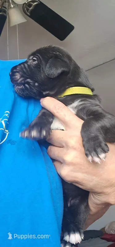 Light Green – Irish Wolfhound puppy for sale in Prescott Valley, AZ