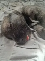 Black collar, a male Irish Wolfhound for sale in Prescott Valley, AZ – 2 of 4