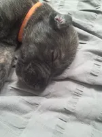 Orange, a female Irish Wolfhound for sale in Prescott Valley, AZ – 2 of 4