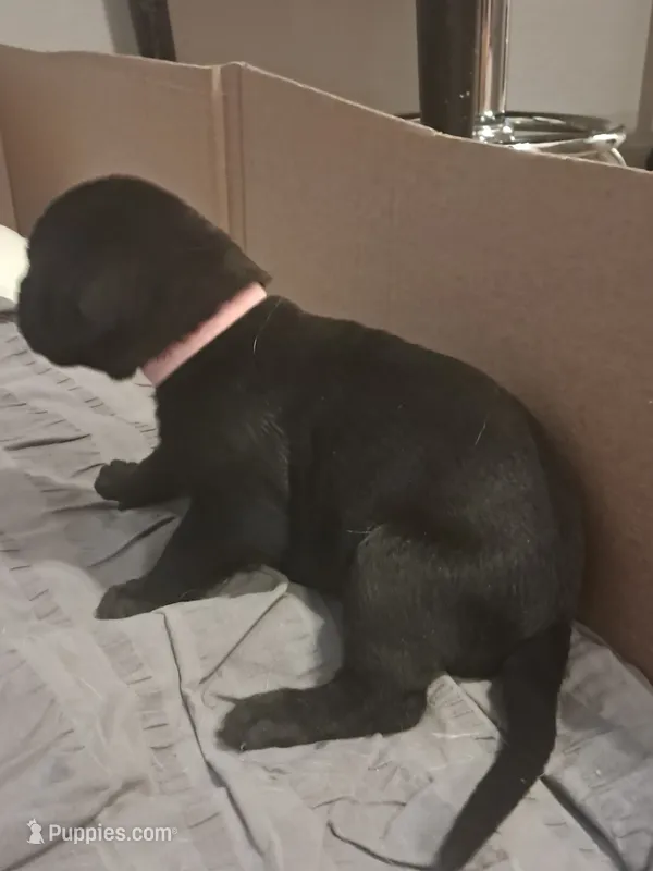 Black Female  – Irish Wolfhound puppy on hold in Prescott Valley, AZ