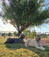 Yellow , a female Irish Wolfhound for sale in Prescott Valley, AZ – 4 of 4